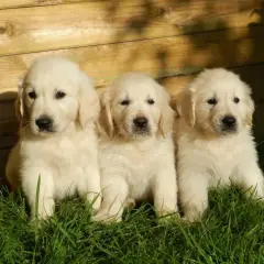 Trzy urocze, małe pieski rasy golden retriever siedzą w trawie na tle drewnianego płotka.