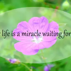 Różowy kwiat na zielonym tle. Napis: "your life is a miracle waiting for you". Twoje życie to cud, który na Ciebie czeka.