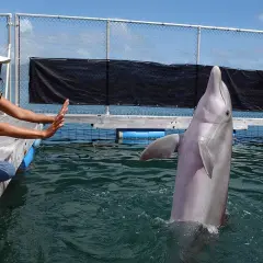 Kobieta w białej czapce i koszulce siedzi na pomoście, a delfin wychyla się z wody.