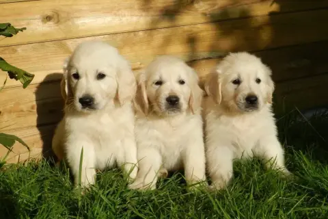 Trzy urocze, małe pieski rasy golden retriever siedzą w trawie na tle drewnianego płotka.