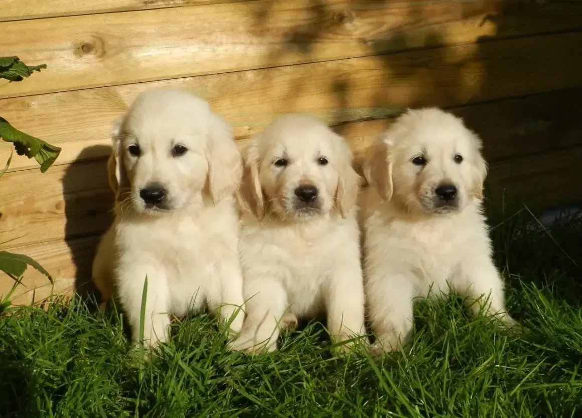 Trzy urocze, małe pieski rasy golden retriever siedzą w trawie na tle drewnianego płotka.