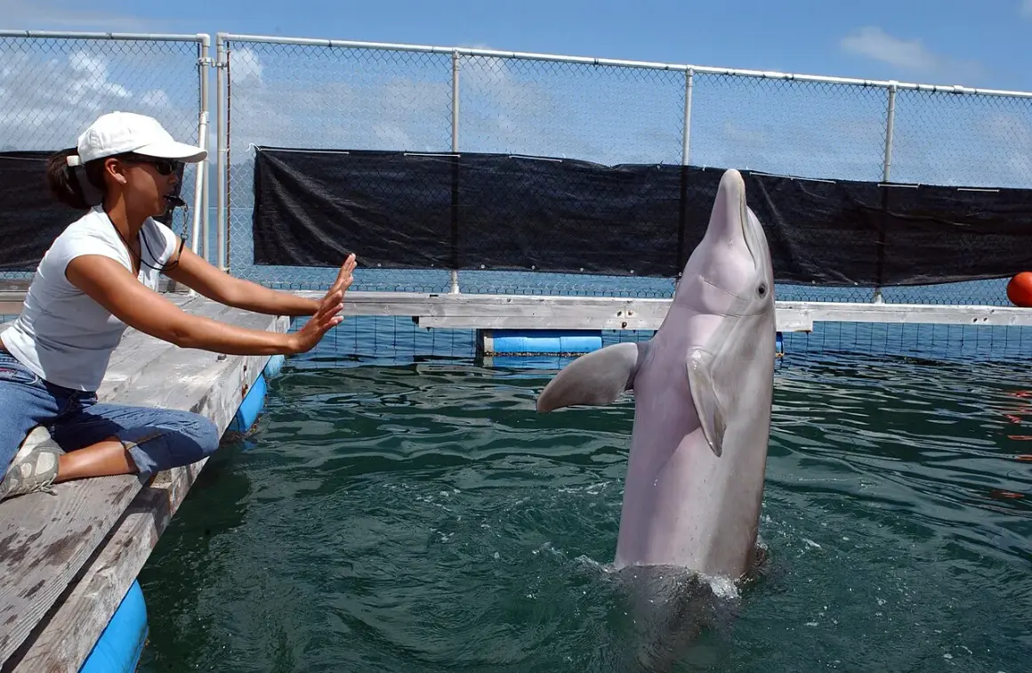 Kobieta w białej czapce i koszulce siedzi na pomoście, a delfin wychyla się z wody.